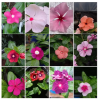 Picture of Rare Mixed colour Noyontara/Vinca Flower seeds - 20 pcs seeds