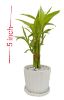 Picture of Lucky Bamboo plant design set 05 pcs plant