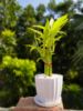 Picture of Lucky Bamboo plant design set 05 pcs plant