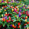 Picture of All Season Ornamental Chili Seeds - 20 Pcs Seeds