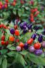 Picture of All Season Ornamental Chili Seeds - 20 Pcs Seeds