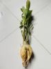 Picture of Adeniam Desert Rose 01 piece blooming stage without pot and soil