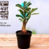 Picture of Adeniam Desert Rose 01 piece blooming stage without pot and soil