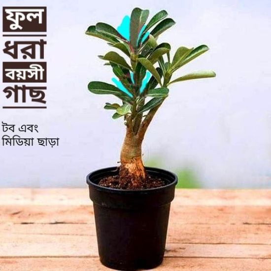 Picture of Adeniam Desert Rose 01 piece blooming stage without pot and soil