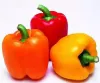 Picture of Multicolor Capsicum seeds 25 pcs