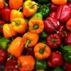 Picture of Multicolor Capsicum seeds 25 pcs