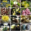 Picture of Rare Lithops Flores Succulent (Imported Seeds) - 15 Pcs Seeds
