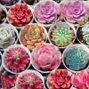 Picture of Rare Lithops Flores Succulent (Imported Seeds) - 15 Pcs Seeds