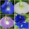 Picture of All Season mix Aparajita Flowers Hybrid Seeds 10 pcs