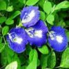 Picture of All Season mix Aparajita Flowers Hybrid Seeds 10 pcs