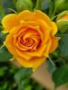 Picture of Yellow Color Rose Seeds - 30 Pcs Seeds