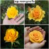 Picture of Yellow Color Rose Seeds - 30 Pcs Seeds