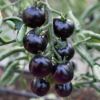 Picture of 30 Pcs Global Black Cherry Tomato Seeds