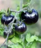 Picture of 30 Pcs Global Black Cherry Tomato Seeds