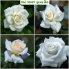 Picture of 30 Pcs White Color Roses Flower Seeds