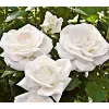 Picture of 30 Pcs White Color Roses Flower Seeds