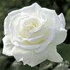 Picture of 30 Pcs White Color Roses Flower Seeds