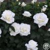 Picture of 30 Pcs White Color Roses Flower Seeds