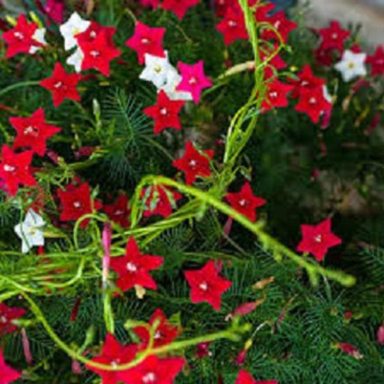 Picture of 10 pcs All Season mix 3 colour kunjo flower