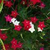 Picture of 10 pcs All Season mix 3 colour kunjo flower