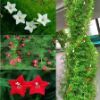 Picture of 10 pcs All Season mix 3 colour kunjo flower
