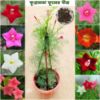 Picture of 10 pcs All Season mix 3 colour kunjo flower