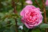 Picture of Natural Pink Juliet Roses Flower Seeds