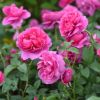 Picture of Natural Pink Juliet Roses Flower Seeds