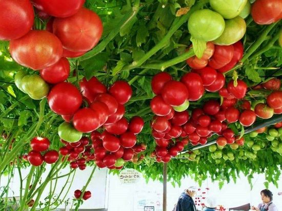 Picture of Octopus Tomato Seeds
